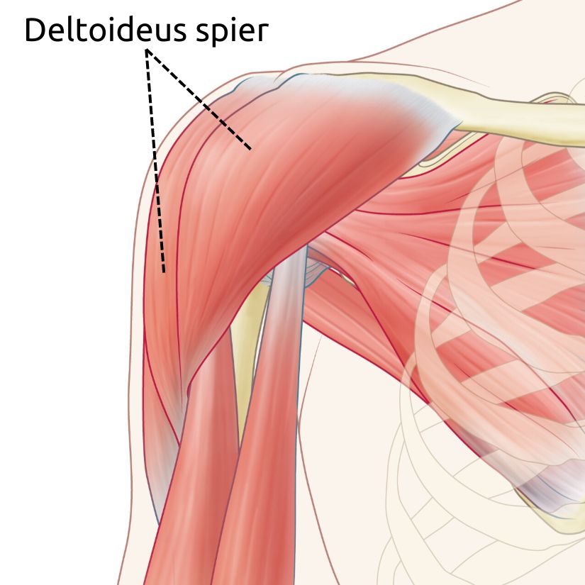 tekening van de deltoideusspier rond de schouder. Bij een cuffruptuur kan het goed werken om deze spier extra sterk te maken