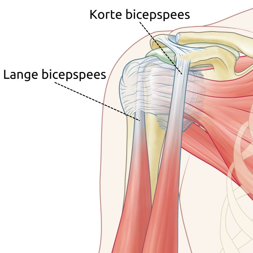 Schouder met de 2 takken van de bicepspees: de lange bicepspees en de korte bicepspees.
