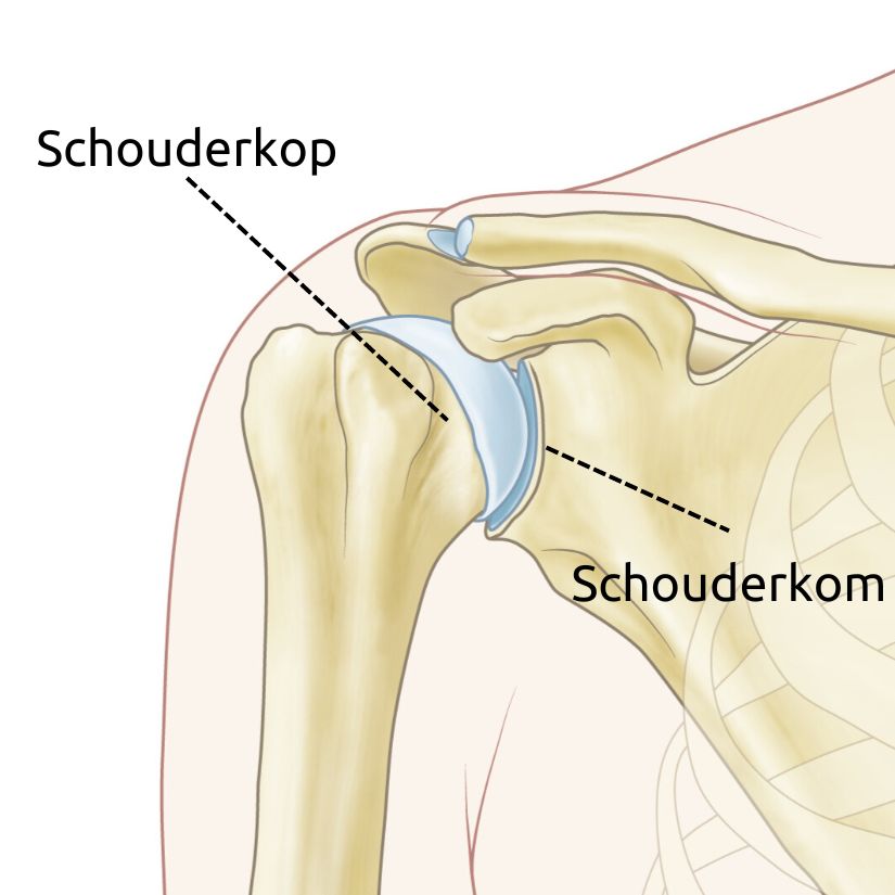 Een normaal schoudergewricht bestaat uit een schouderkop met kraakbeen erop en een schouderkom met kraakbeen erop. De schouderkom is het uiteinde van het schouderblad.
