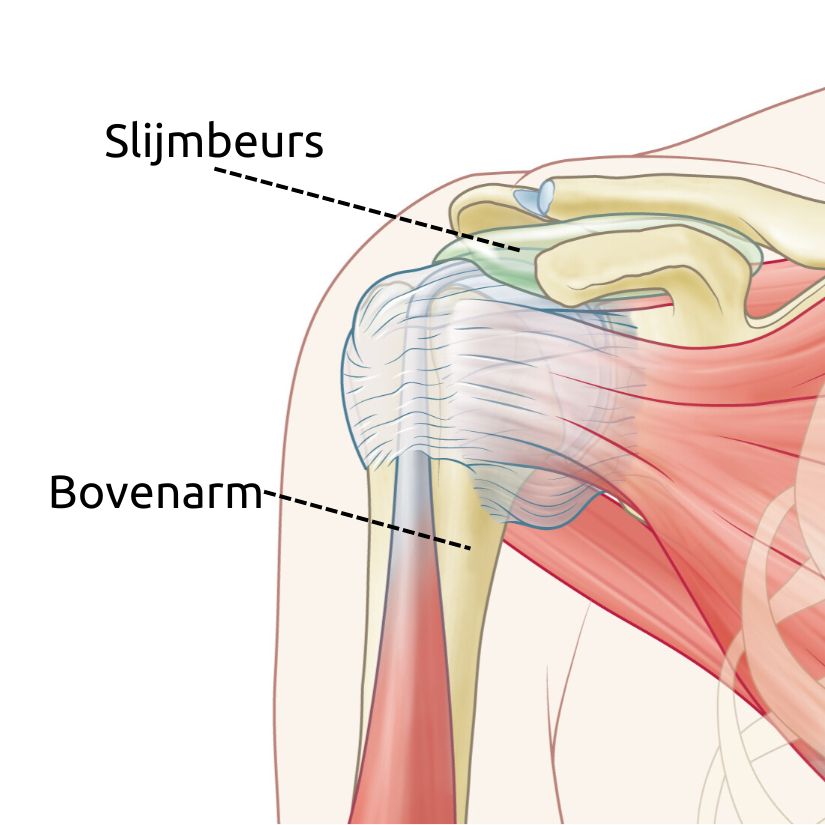 Tekening van slijmbeurs van de schouder. De slijmbeurs is de ‘glij-laag’ tussen de schouderkop en het schouderdak.
